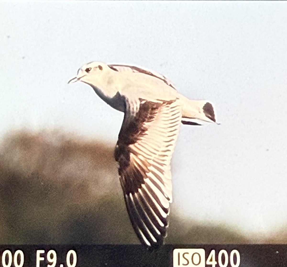 Малая чайка - ML646756194