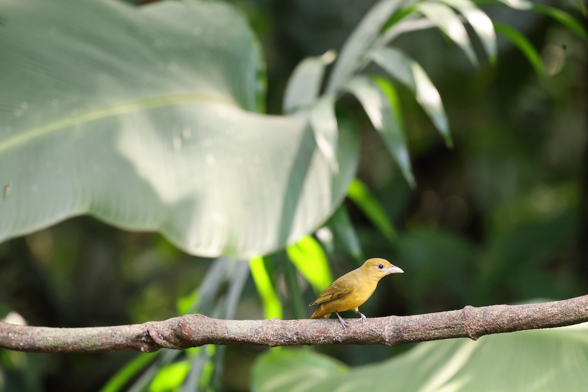 Summer Tanager - ML646756205