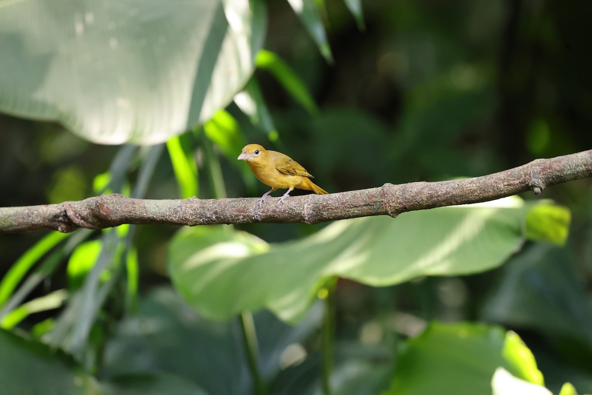 Summer Tanager - ML646756206