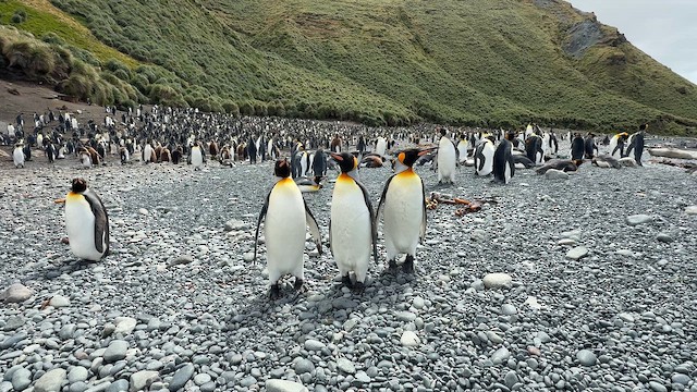 King Penguin - ML646756207