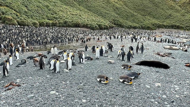 King Penguin - ML646756208