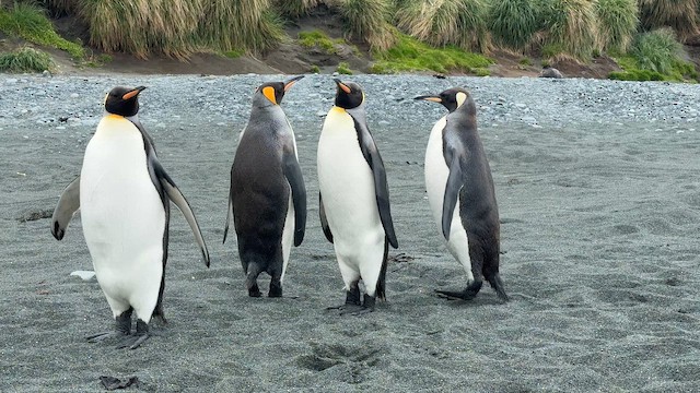 King Penguin - ML646756209