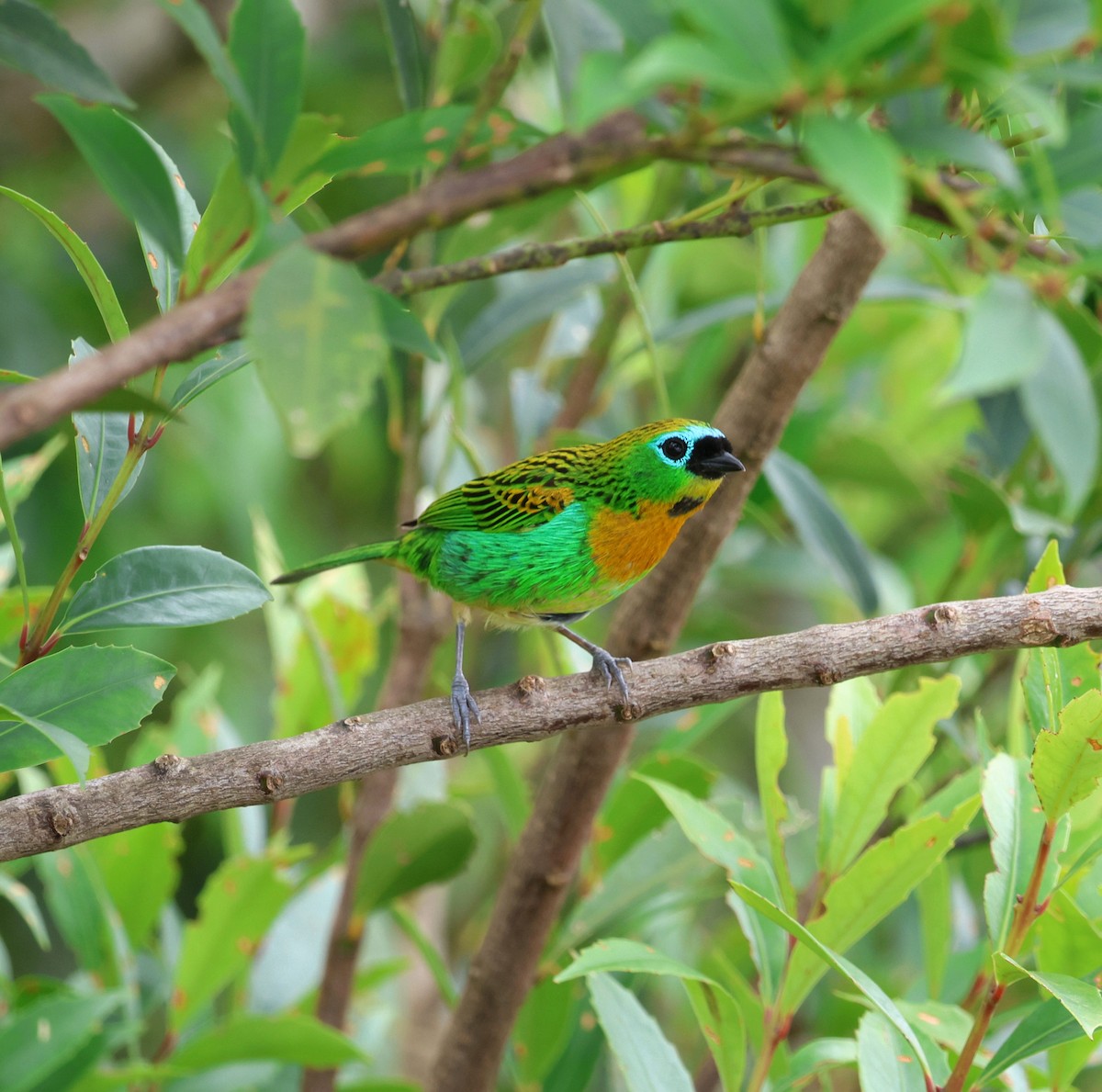 Tangara de Desmarest - ML646756213