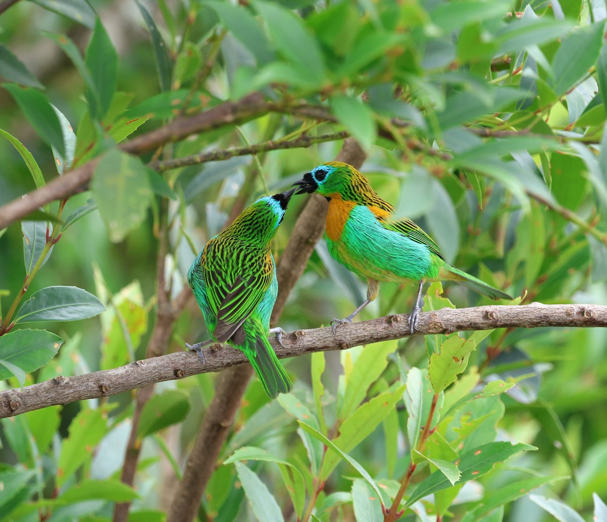 Tangara de Desmarest - ML646756214