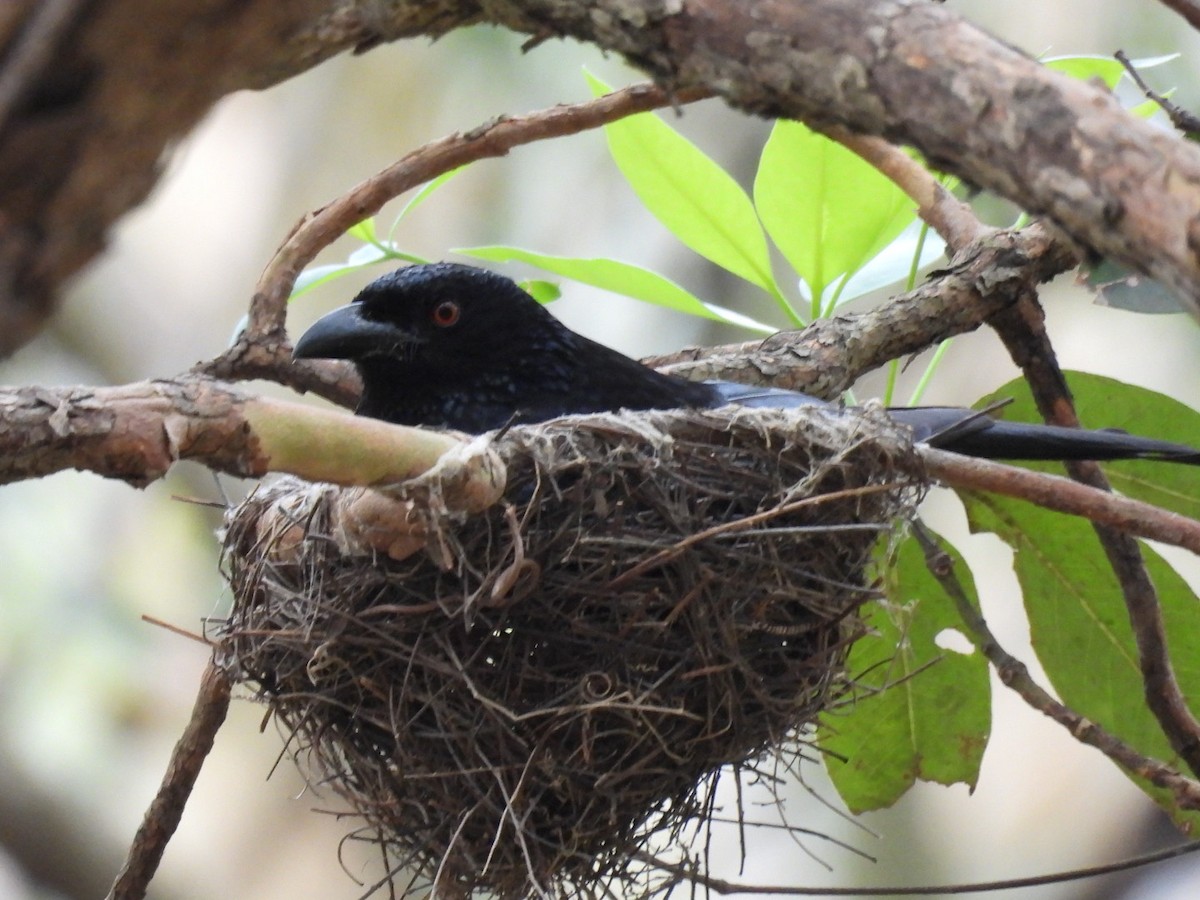 Spangled Drongo - ML646756215