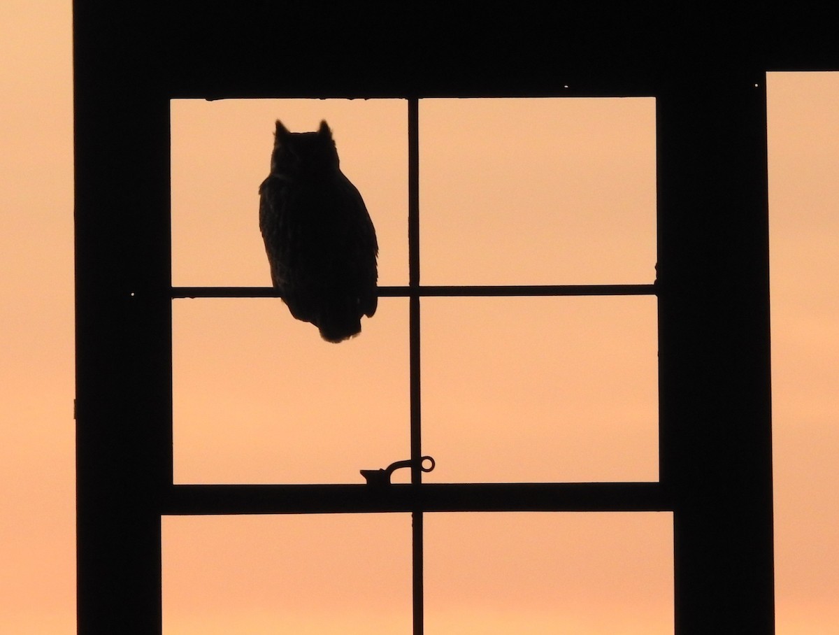 amerikahubro - ML646756217