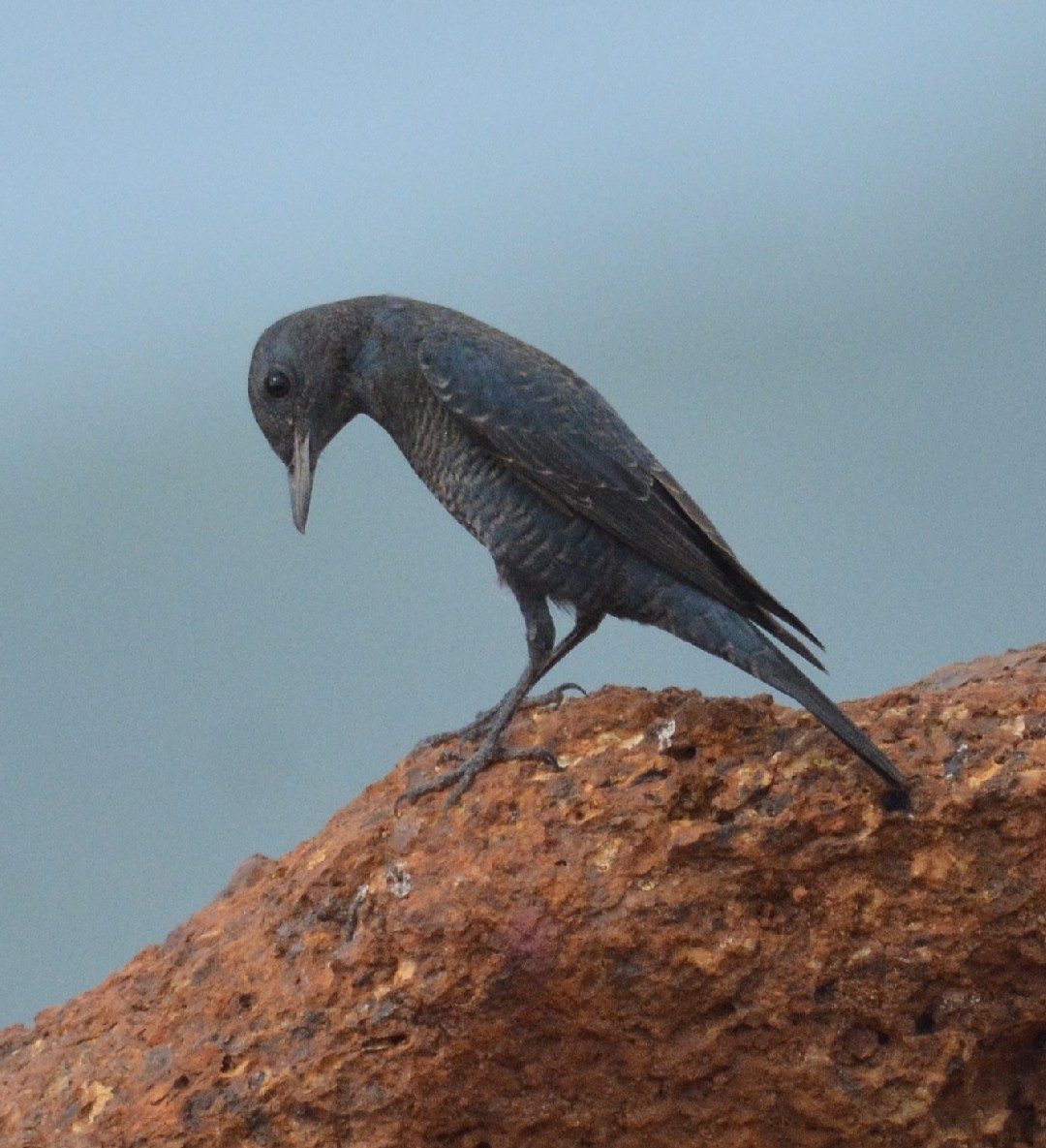 Blue Rock-Thrush - ML646756219