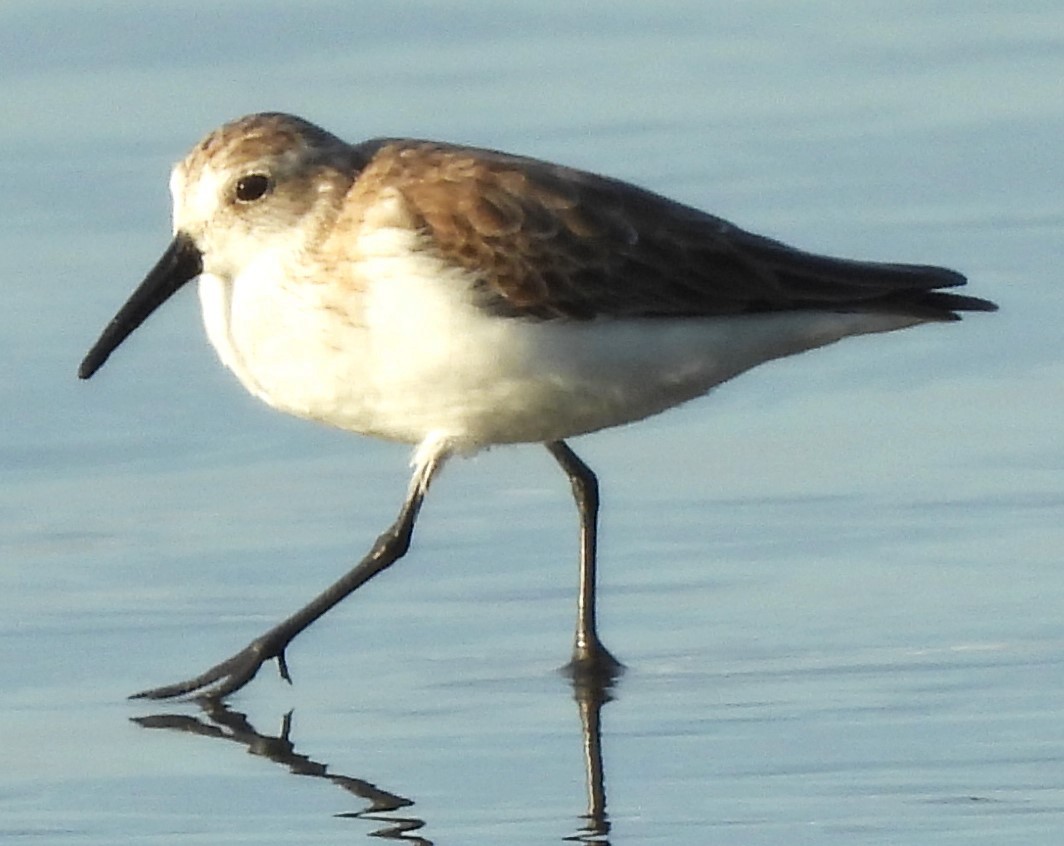 Western Sandpiper - ML646756225