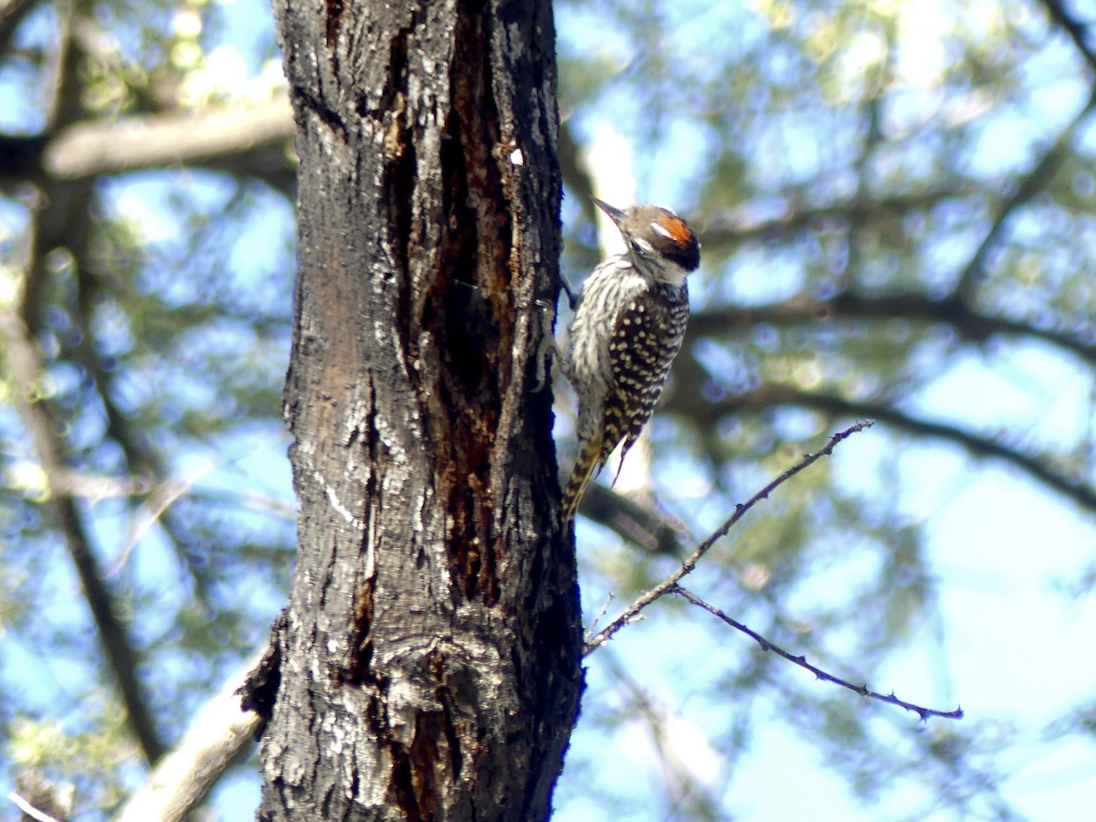 Pito Cardenal - ML646756227