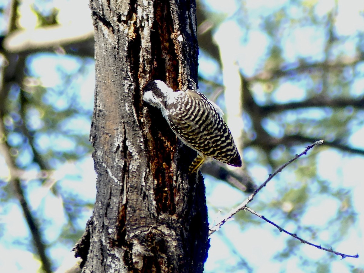 Pito Cardenal - ML646756229
