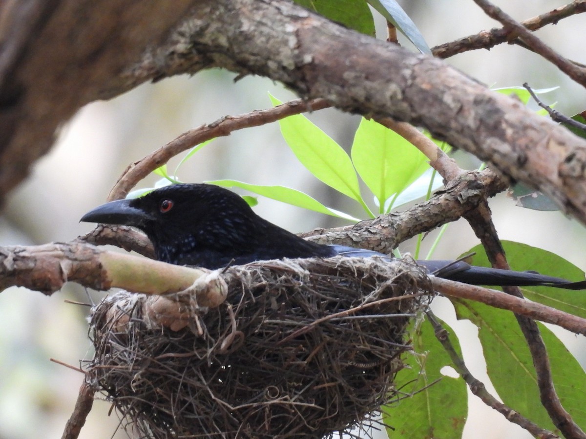 Spangled Drongo - ML646756231