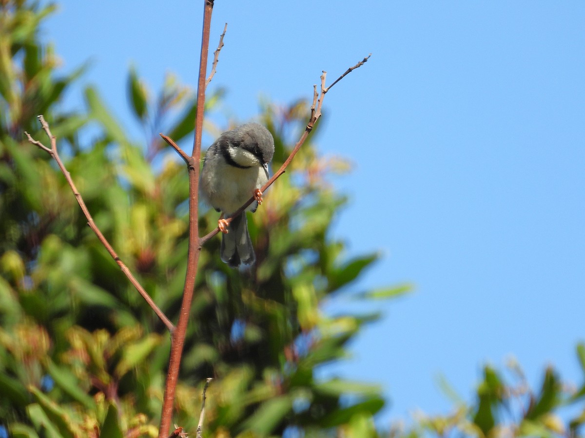 Bar-throated Apalis - ML646756233