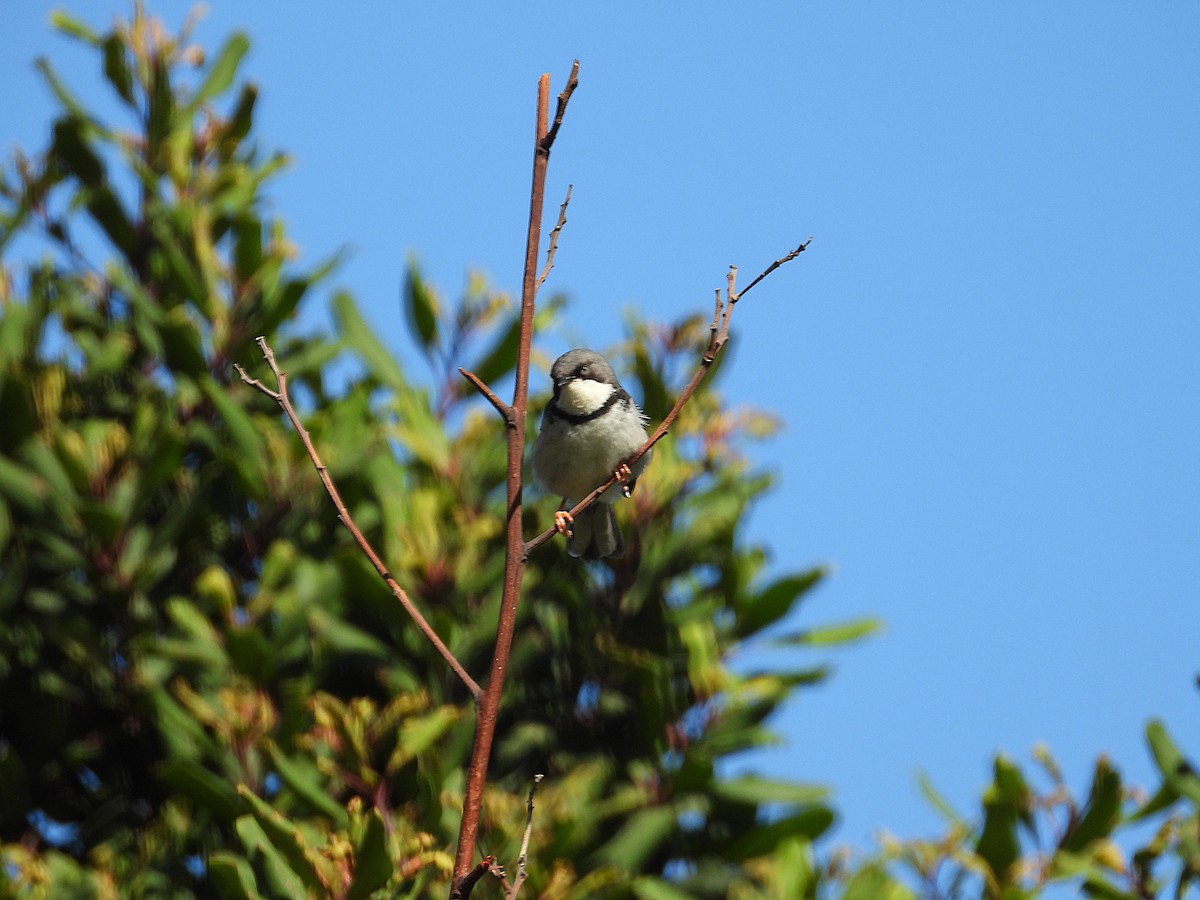 Bar-throated Apalis - ML646756234