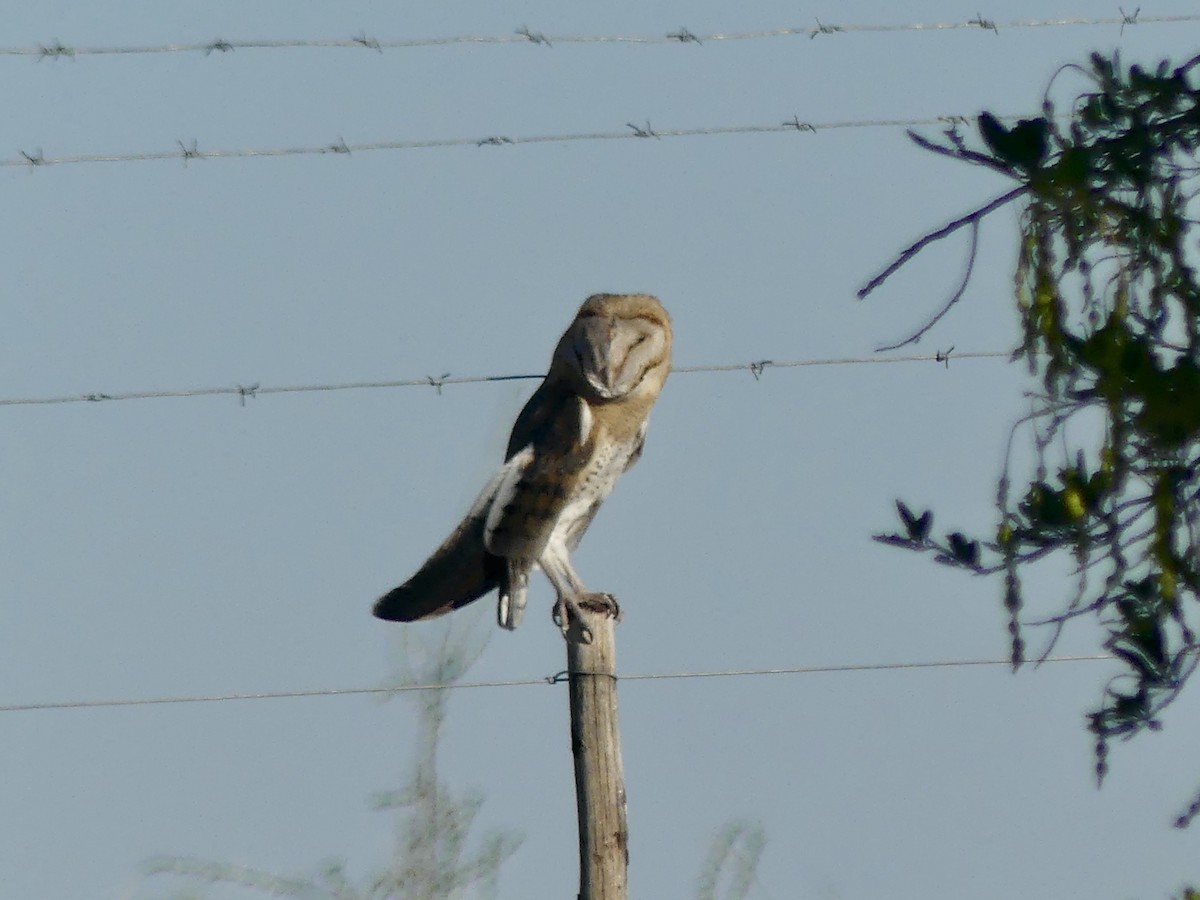 Western Barn Owl (African) - ML646756237