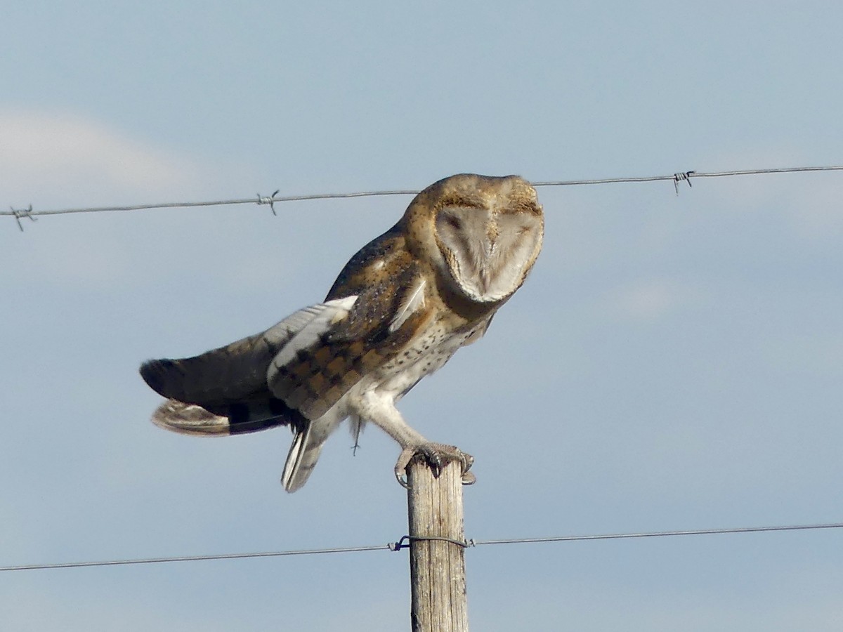 Western Barn Owl (African) - ML646756238