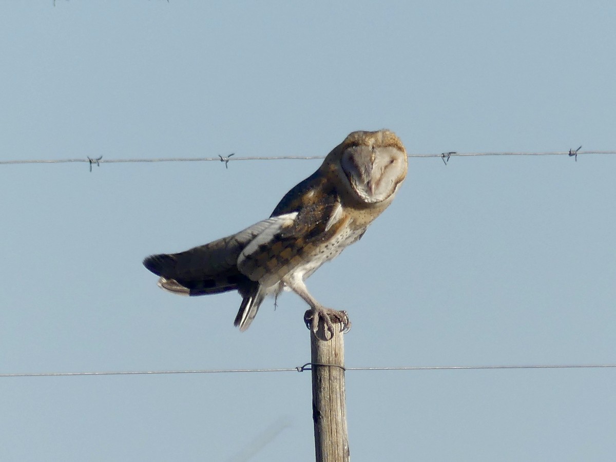 Western Barn Owl (African) - ML646756239