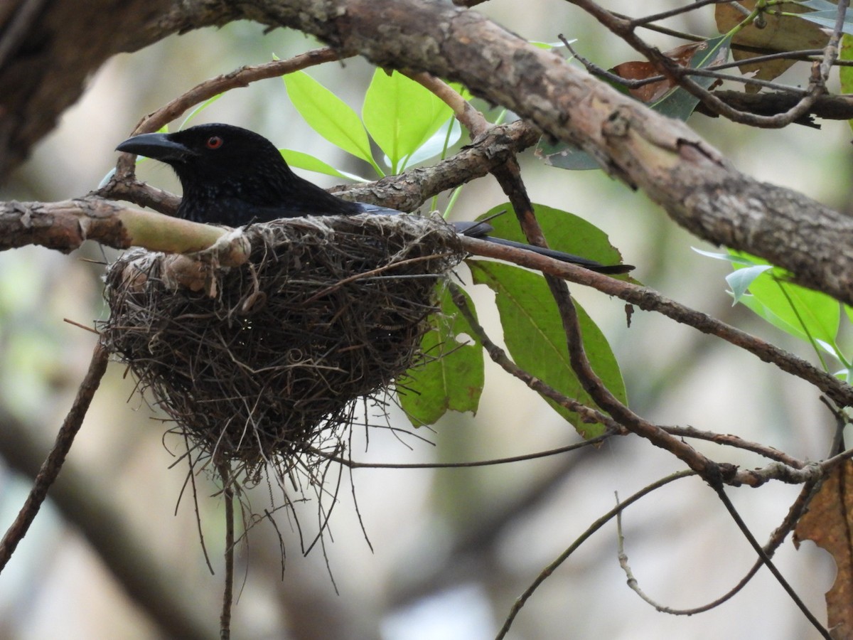 Spangled Drongo - ML646756241