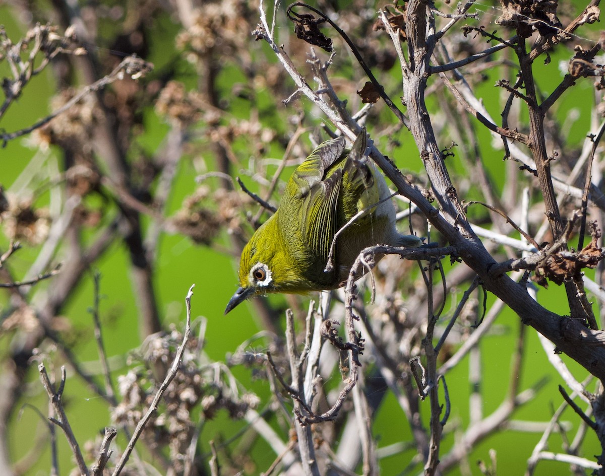 Warbling White-eye - ML646756244
