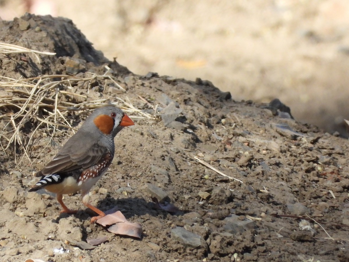 Diamante Cebra - ML646756245