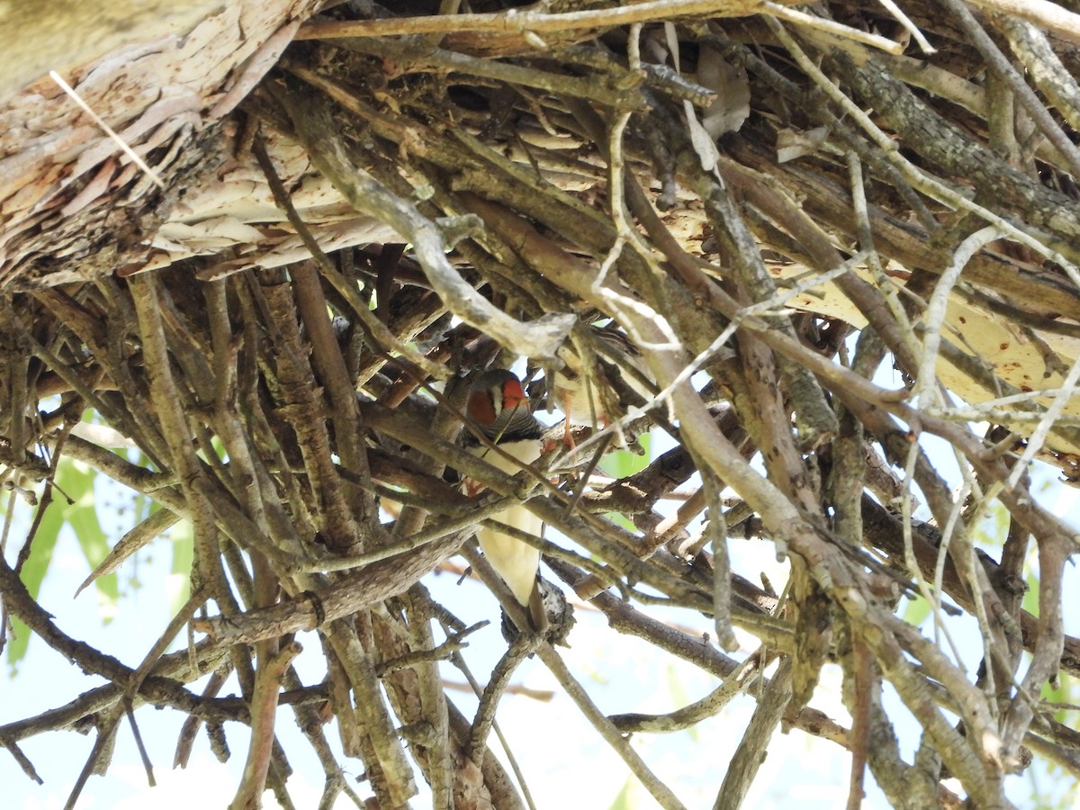 Diamante Cebra - ML646756246