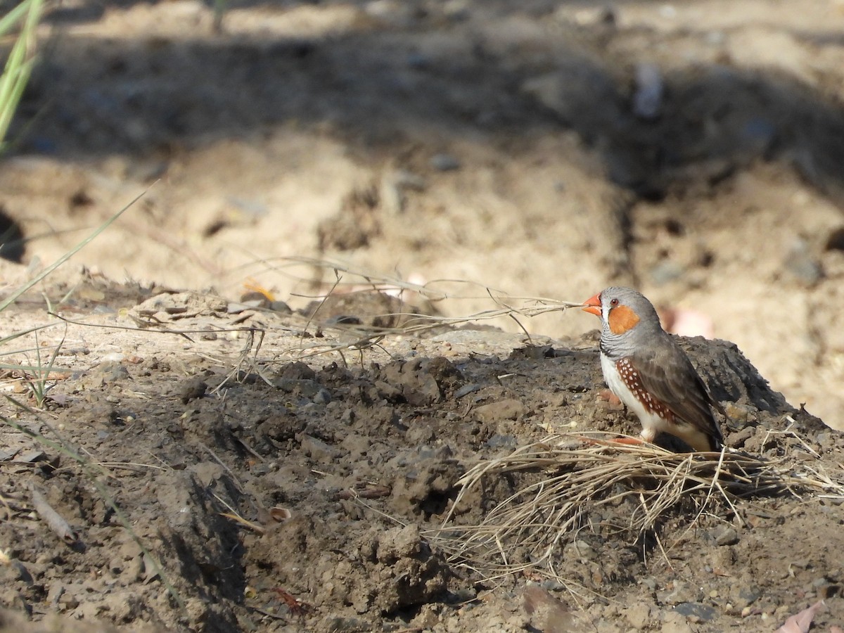 Diamante Cebra - ML646756247