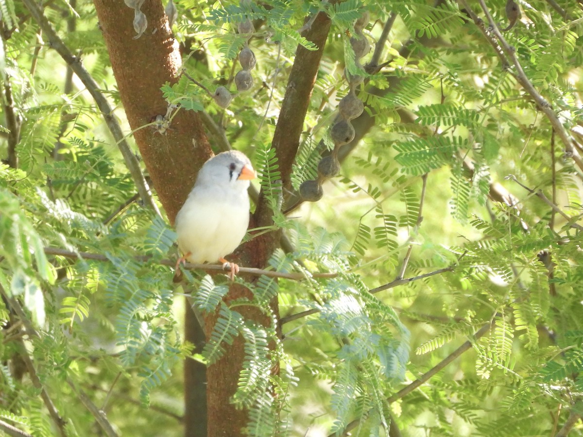 Diamante Cebra - ML646756248