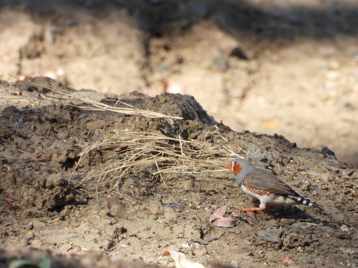 Diamante Cebra - ML646756249