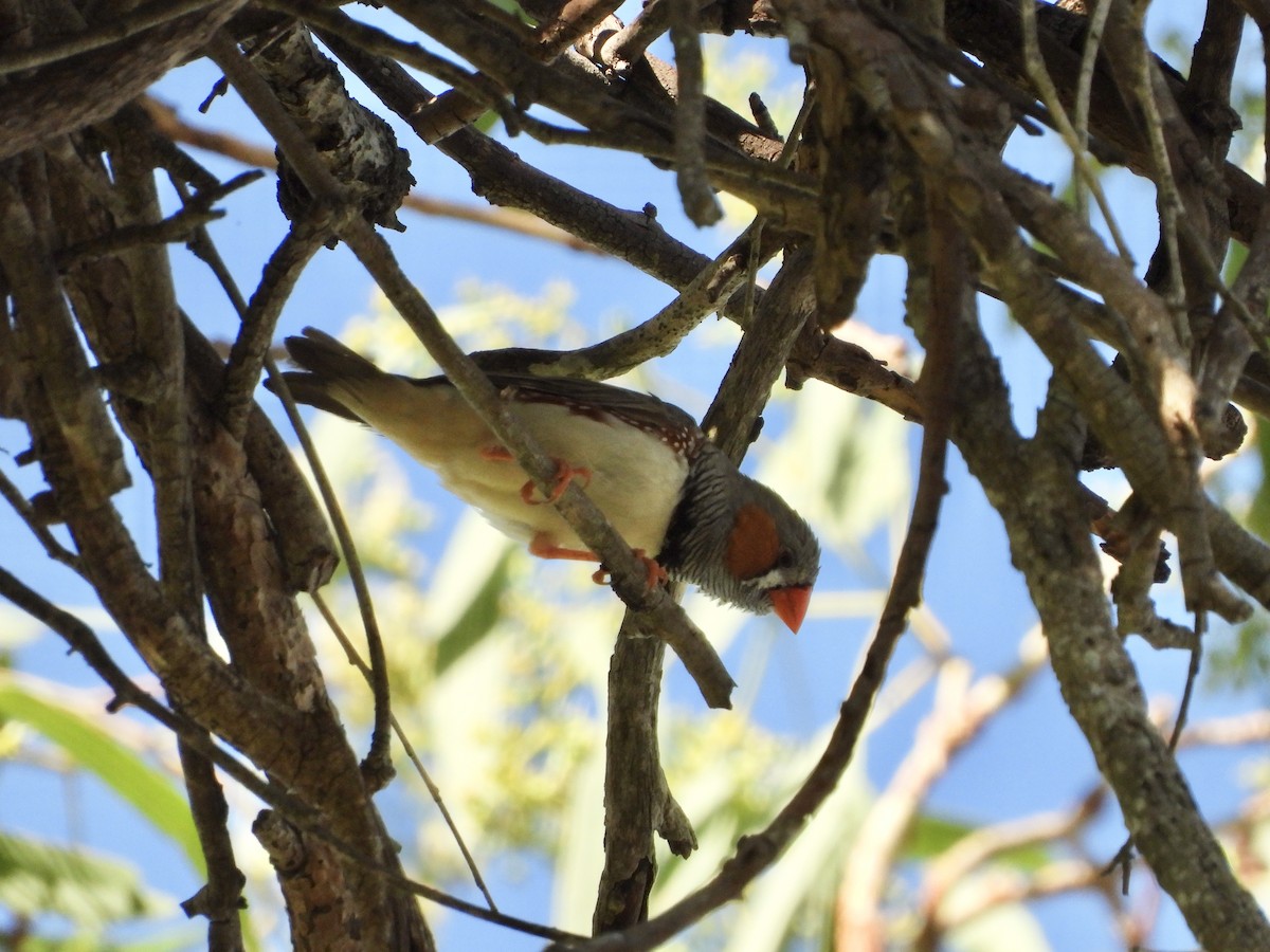 Diamante Cebra - ML646756250