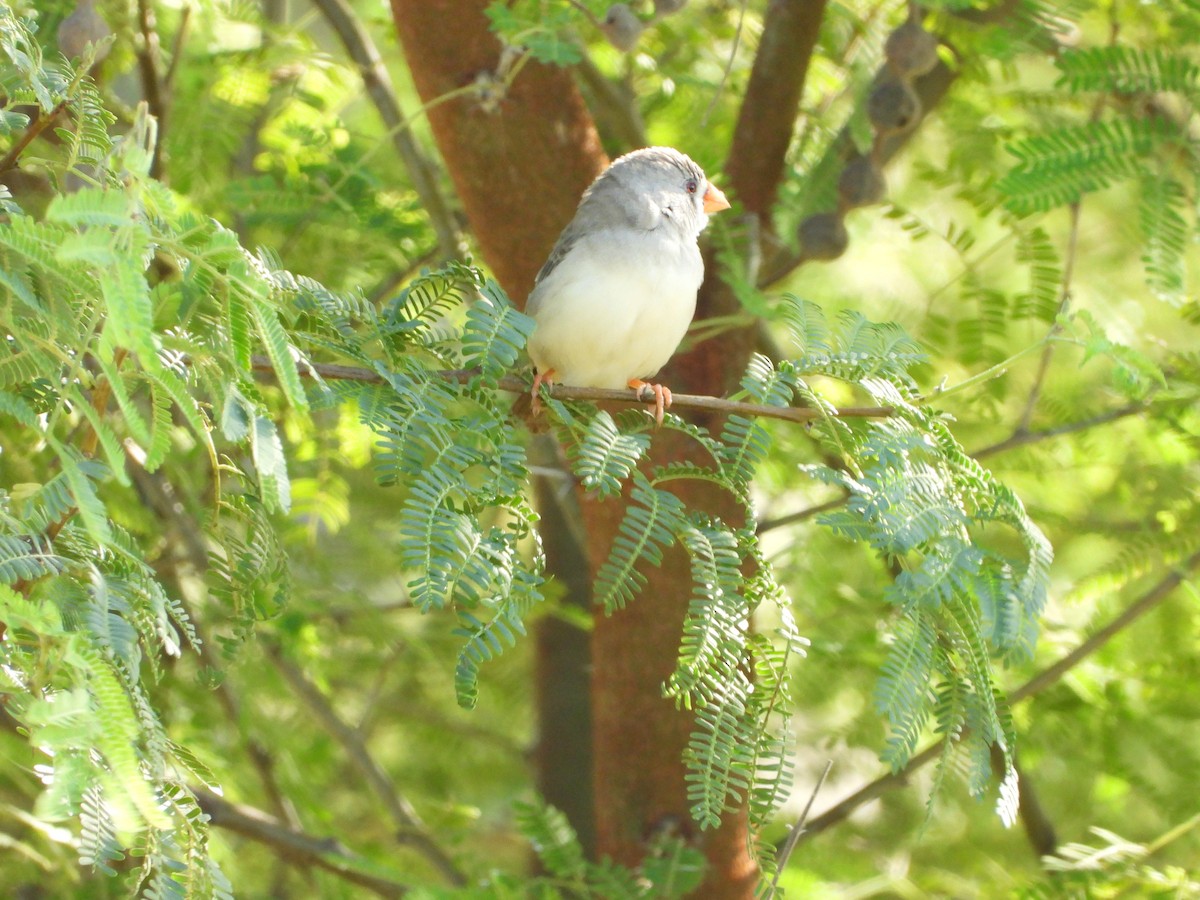 Diamante Cebra - ML646756251