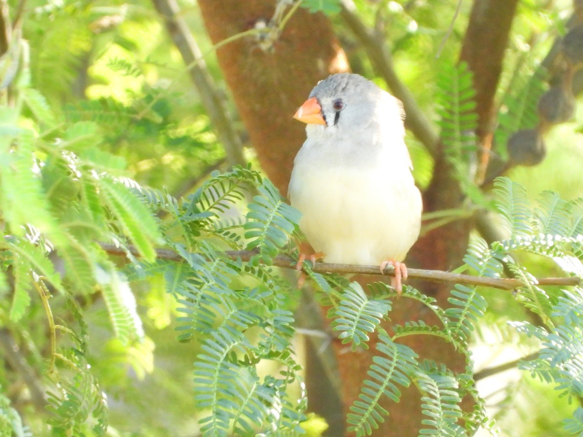 Diamante Cebra - ML646756252