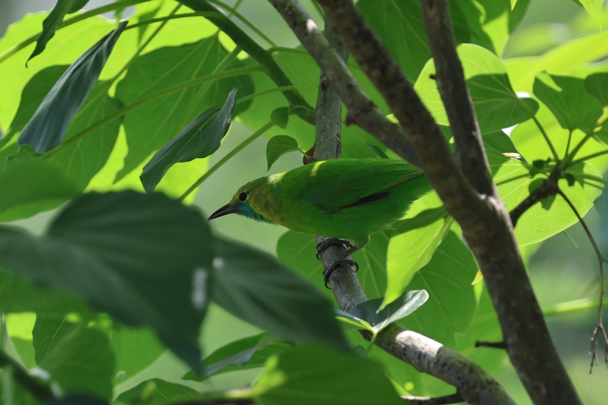 Jerdon's Leafbird - ML646756253