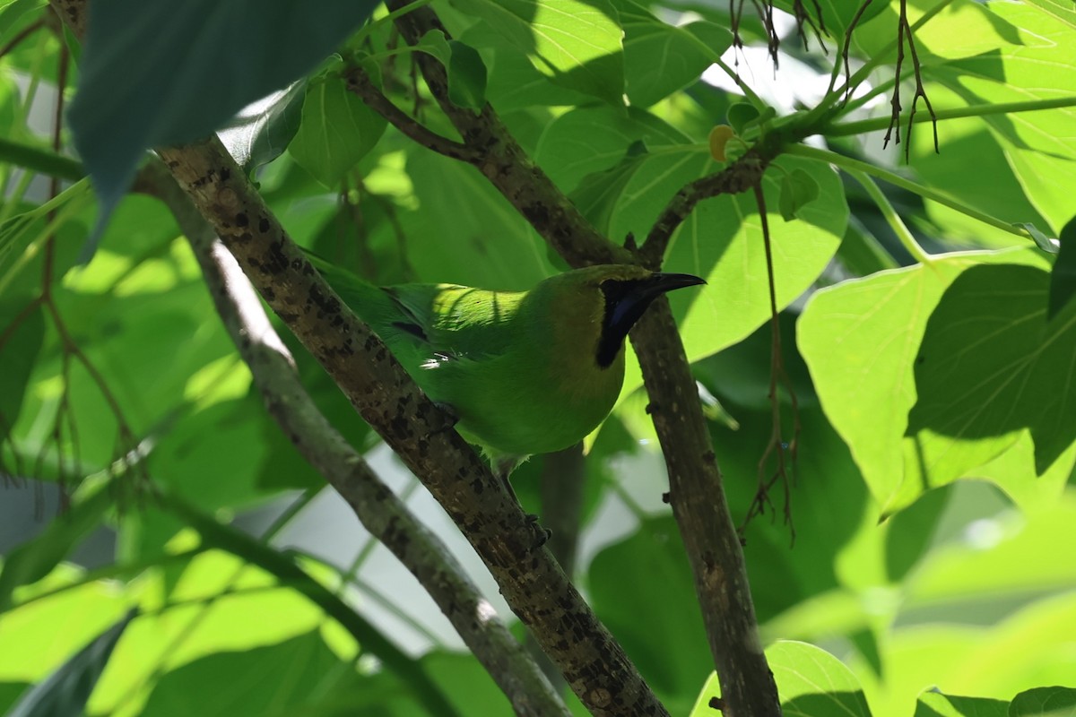 Jerdon's Leafbird - ML646756254