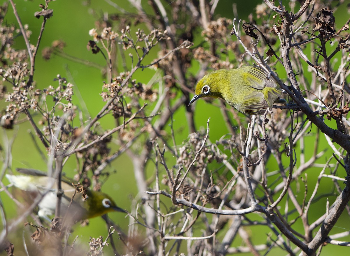Warbling White-eye - ML646756258