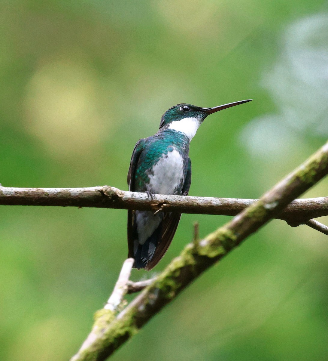 White-throated Hummingbird - ML646756259