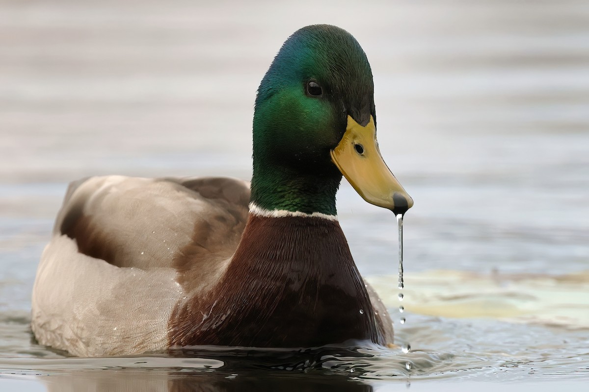 Basahatea - ML646756263