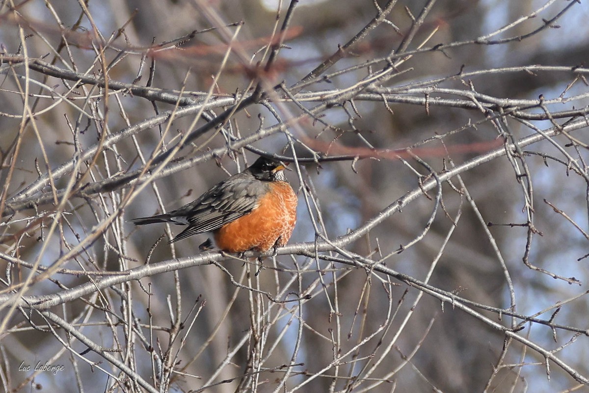 American Robin - ML646756266