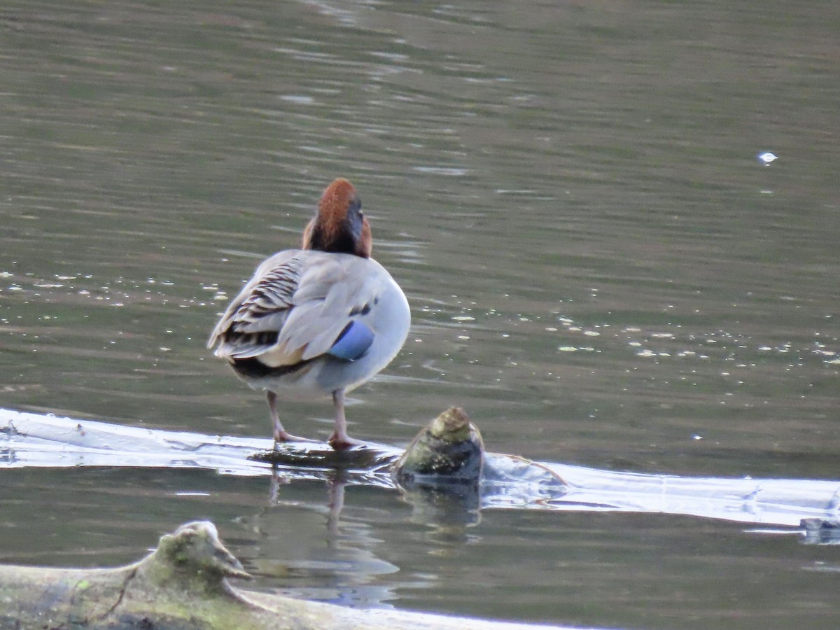 Ногоохон нугас - ML646756275