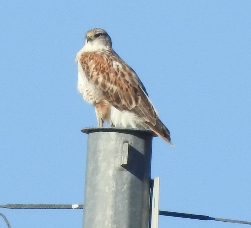 kongevåk - ML646756276