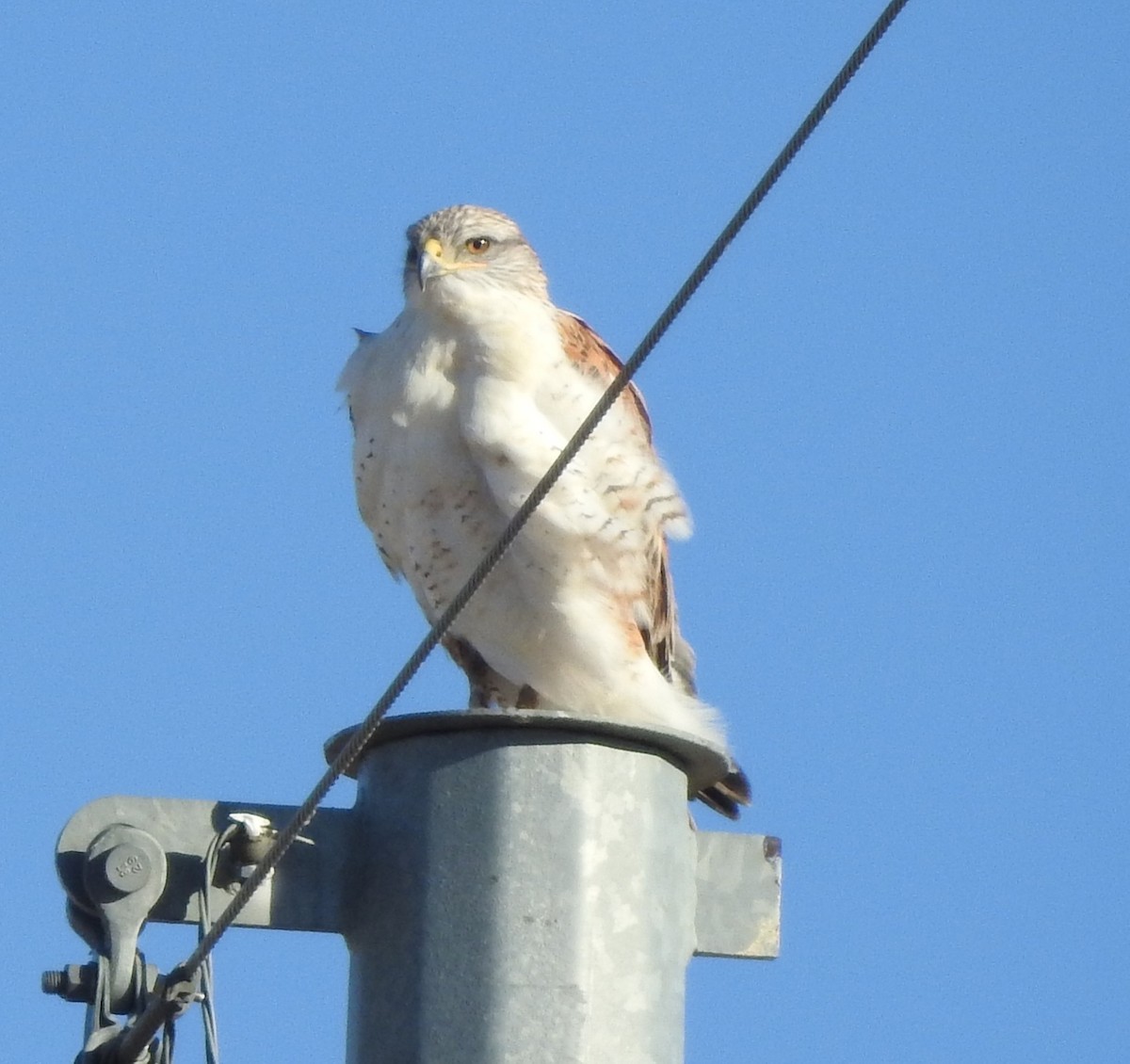 kongevåk - ML646756277