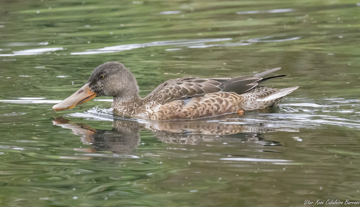 Northern Shoveler - ML646756278