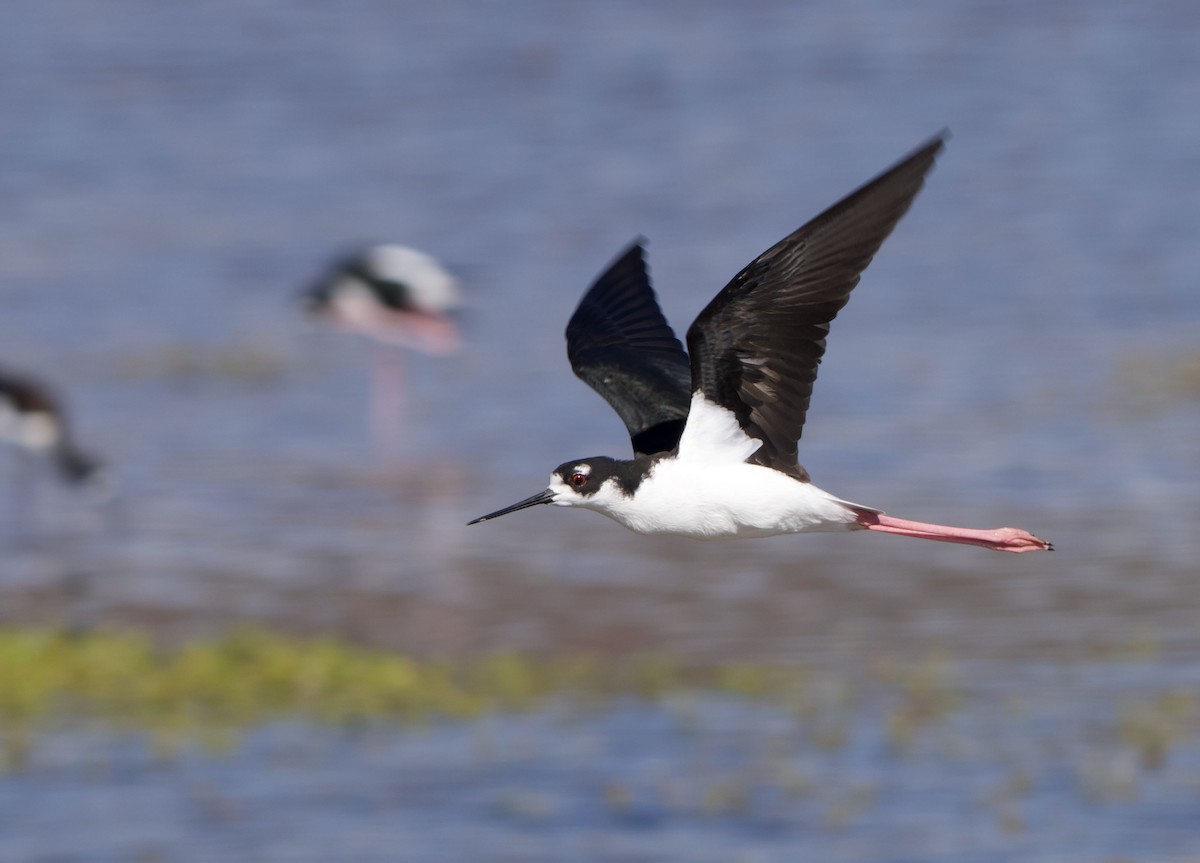 Black-necked Stilt (Hawaiian) - ML646756281