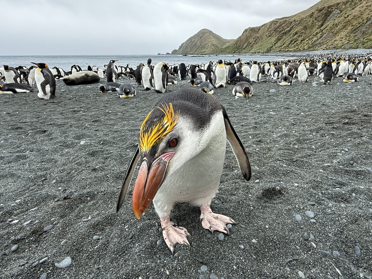 Royal Penguin - ML646756282