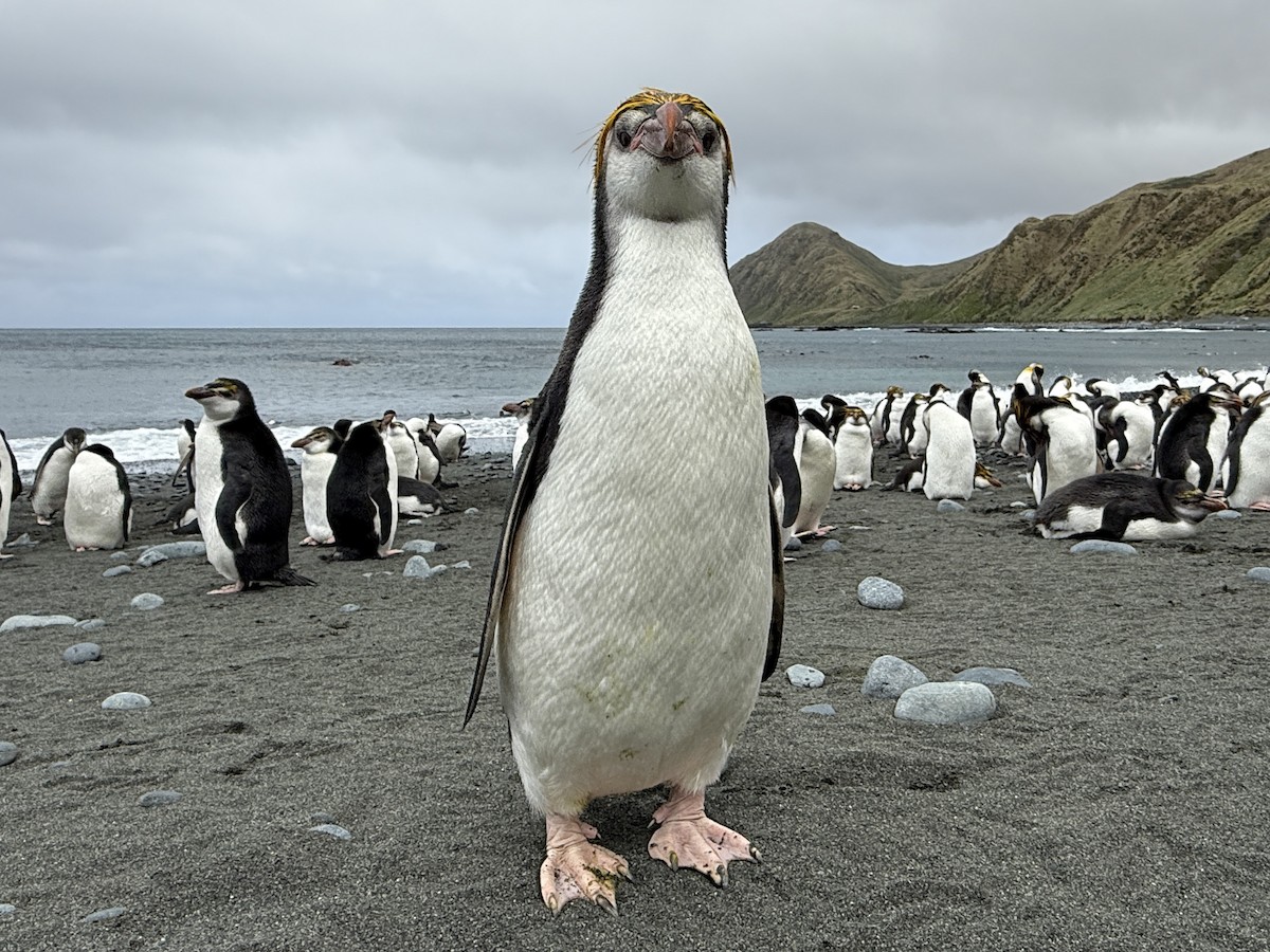 Royal Penguin - ML646756283