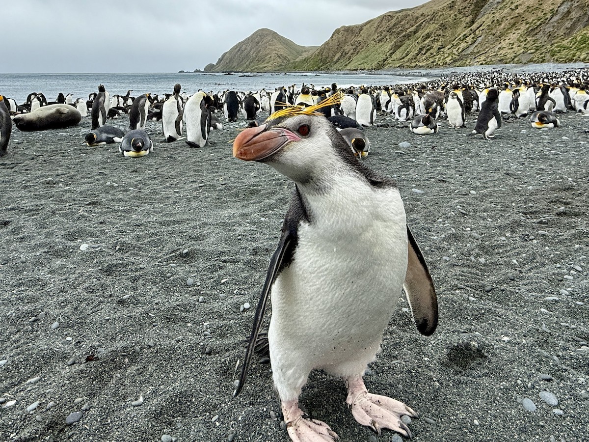 Pingüino de Schlegel - ML646756284