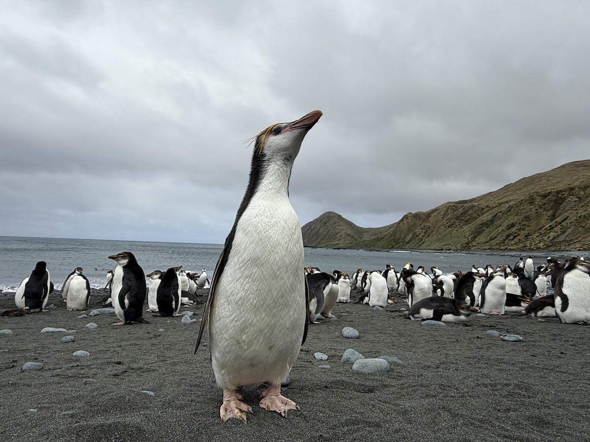 Pingüino de Schlegel - ML646756285