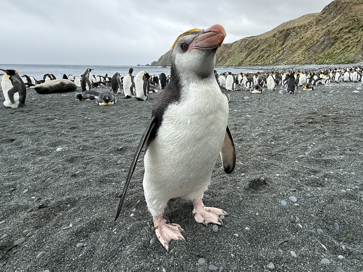 Royal Penguin - ML646756286