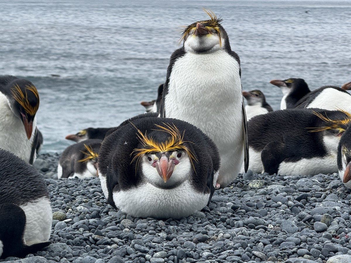 Pingüino de Schlegel - ML646756287