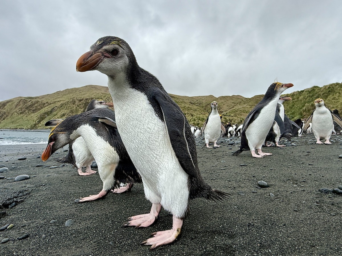 Royal Penguin - ML646756289