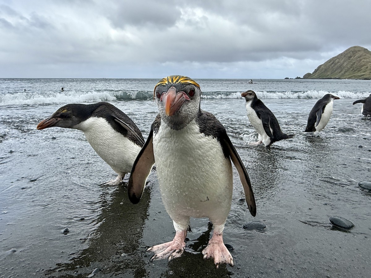 Royal Penguin - ML646756290