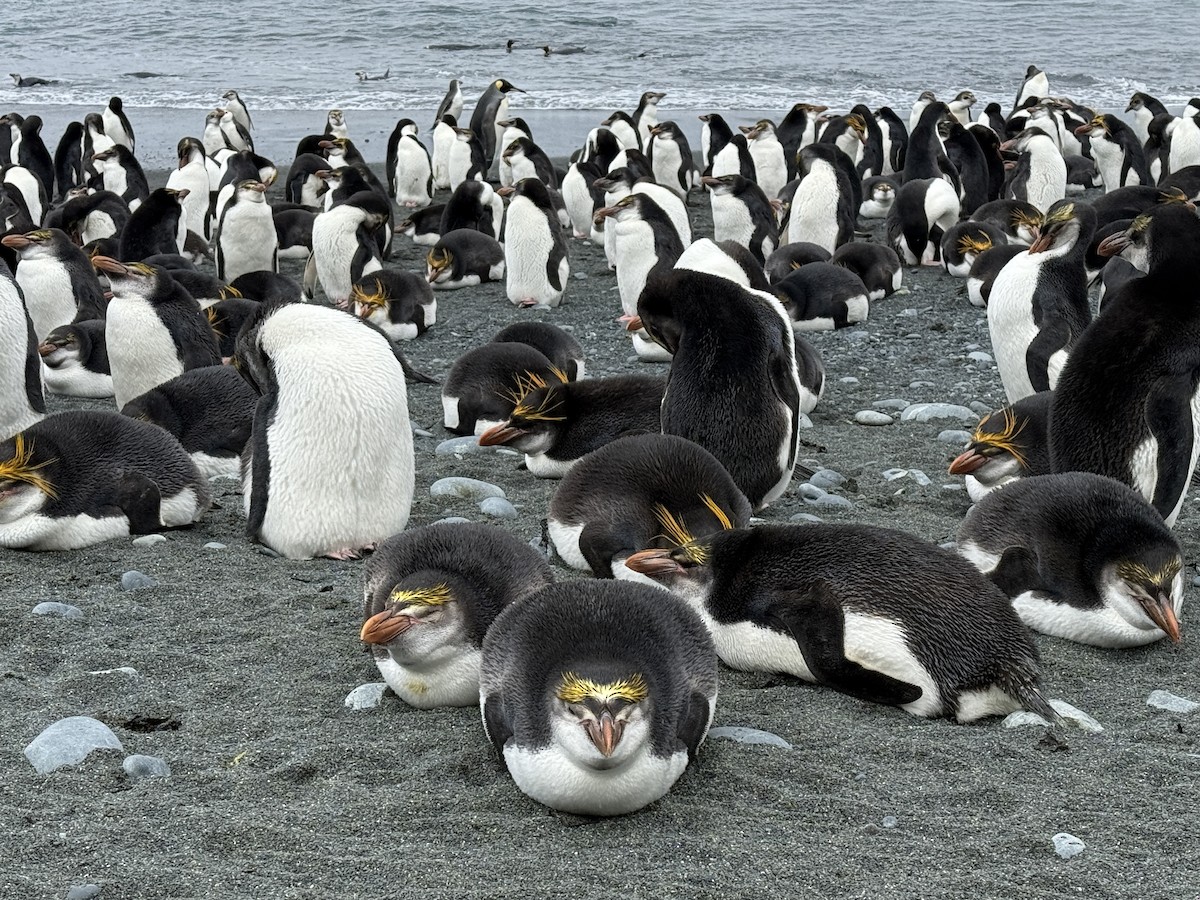 Royal Penguin - ML646756291